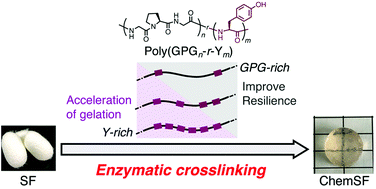 Graphical abstract: A covalently crosslinked silk fibroin hydrogel using enzymatic oxidation and chemoenzymatically synthesized copolypeptide crosslinkers consisting of a GPG tripeptide motif and tyrosine: control of gelation and resilience