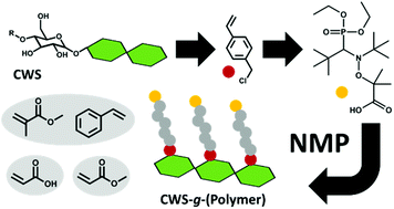 Graphical abstract: Graft modification of cold water-soluble starch via nitroxide-mediated polymerisation