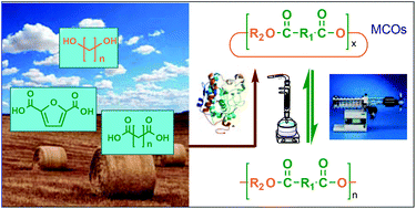 Graphical abstract: Ring opening polymerization of macrocyclic oligoesters derived from renewable sources