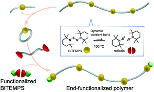 Graphical abstract: Using the dynamic behavior of macrocyclic monomers with a bis(hindered amino)disulfide linker for the preparation of end-functionalized polymers