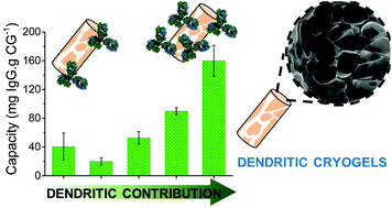 Graphical abstract: Redefining the chemistry of super-macroporous materials: when dendritic molecules meet polymer cryogels