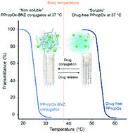 Graphical abstract: Drug–polymer conjugates with dynamic cloud point temperatures based on poly(2-oxazoline) copolymers