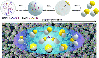 Graphical abstract: Janus dimers from tunable phase separation and reactivity ratios