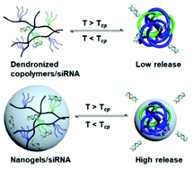Graphical abstract: Thermoresponsive cationic dendronized copolymers and their corresponding nanogels as smart gene carriers
