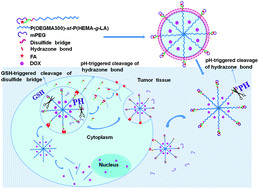 Graphical abstract: Synthesis of polymeric micelles with dual-functional sheddable PEG stealth for enhanced tumor-targeted drug delivery