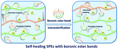 Graphical abstract: Covalently cross-linked polymer stabilized electrolytes with self-healing performance via boronic ester bonds