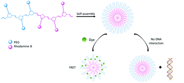 Graphical abstract: Supramolecular behaviour and fluorescence of rhodamine-functionalised ROMP polymers