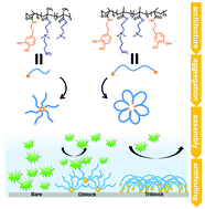 Graphical abstract: A mussel-inspired catecholic ABA triblock copolymer exhibits better antifouling properties compared to a diblock copolymer