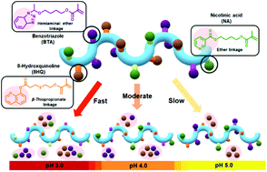 Graphical abstract: Acid-cleavable polymers for simultaneous fast and slow release of functional molecules