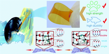 Graphical abstract: Evading the strength–ductility trade-off dilemma of rigid thermosets by incorporating triple cross-links of varying strengths