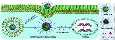 Graphical abstract: Reduction-responsive disulfide linkage core-cross-linked polymeric micelles for site-specific drug delivery