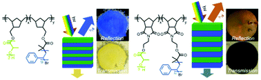 Graphical abstract: Impact of backbone composition on homopolymer dynamics and brush block copolymer self-assembly