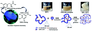 Graphical abstract: Unraveling the gallol-driven assembly mechanism of thermoreversible supramolecular hydrogels inspired by ascidians
