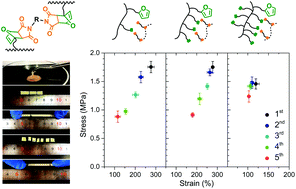 Graphical abstract: Thermoreversible cross-linking of ethylene/propylene copolymers based on Diels–Alder chemistry: the cross-linking reaction kinetics