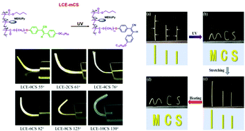 Graphical abstract: Preparation, photo-induced deformation behavior and application of hydrogen-bonded crosslinked liquid crystalline elastomers based on α-cyanostilbene