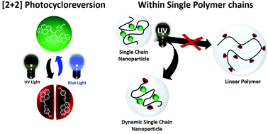 Graphical abstract: Photocycloreversions within single polymer chains