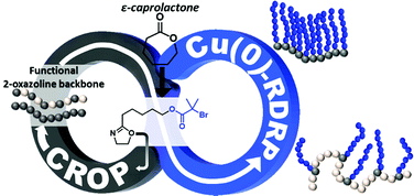 Graphical abstract: An ε-caprolactone-derived 2-oxazoline inimer for the synthesis of graft copolymers