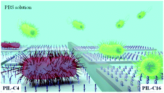 Graphical abstract: Influence of the interfacial molecular structures of quaternary ammonium-type poly(ionic liquid) brushes on their antibacterial properties