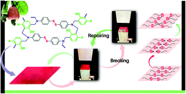 Graphical abstract: A cardanol-based polybenzoxazine vitrimer: recycling, reshaping and reversible adhesion