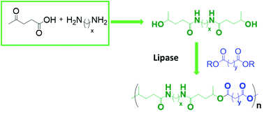 Graphical abstract: Lipase-catalysed polycondensation of levulinic acid derived diol-diamide monomers: access to new poly(ester-co-amide)s