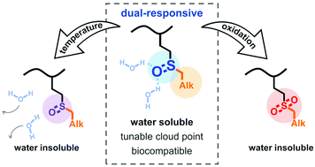 Graphical abstract: Thermo- and oxidation-sensitive poly(meth)acrylates based on alkyl sulfoxides: dual-responsive homopolymers from one functional group