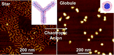 Graphical abstract: pH- and chaotropic anion-induced conformational changes of tertiary amine-containing binary heterografted star molecular bottlebrushes in aqueous solution