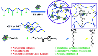 Graphical abstract: Fabrication of stimuli-responsive nanogels for protein encapsulation and traceless release without introducing organic solvents, surfactants, or small-molecule cross-linkers
