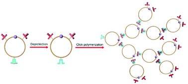 Graphical abstract: Synthesis of a multicyclic polymer with hyperbranched structure by click polymerization of an AB2 cyclic macromonomer