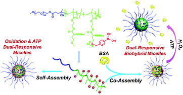 Graphical abstract: Oxidation and ATP dual-responsive block copolymer containing tertiary sulfoniums: self-assembly, protein complexation and triggered release