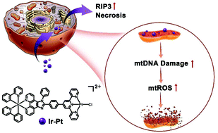 Graphical abstract: Mitochondrial DNA targeting and impairment by a dinuclear Ir–Pt complex that overcomes cisplatin resistance