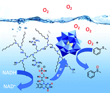 Graphical abstract: Aerobic oxidation catalyzed by polyoxometalates associated to an artificial reductase at room temperature and in water