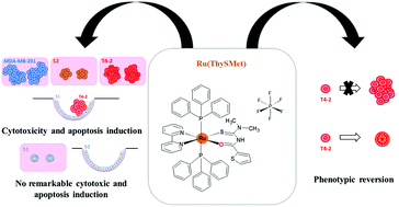 Graphical abstract: Three-dimensional cell culture models for metallodrug testing: induction of apoptosis and phenotypic reversion of breast cancer cells by the trans-[Ru(PPh3)2(N,N-dimethyl-N-thiophenylthioureato-k2O,S)(bipy)]PF6 complex