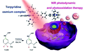 Graphical abstract: Near-infrared phosphorescent terpyridine osmium(ii) photosensitizer complexes for photodynamic and photooxidation therapy