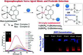 Graphical abstract: Bis-heteroleptic Ru(ii) polypyridine complex-based luminescent probes for nerve agent simulant and organophosphate pesticide