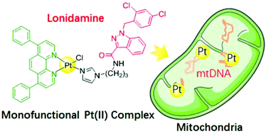 Graphical abstract: Mitochondria-targeting monofunctional platinum(ii)–lonidamine conjugates for cancer cell de-energization