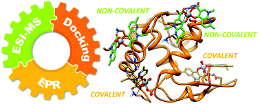 Graphical abstract: Covalent and non-covalent binding in vanadium–protein adducts