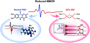 Graphical abstract: EPR-derived structures of flavin radical and iron-sulfur clusters from Methylosinus sporium 5 reductase