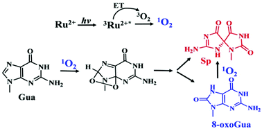 Graphical abstract: Potent oxidation of DNA by Ru(ii) tri(polypyridyl) complexes under visible light irradiation via a singlet oxygen-mediated mechanism