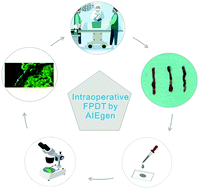 Graphical abstract: Hexaphenyl-1,3-butadiene derivative: a novel “turn-on” rapid fluorescent probe for intraoperative pathological diagnosis of hepatocellular carcinoma