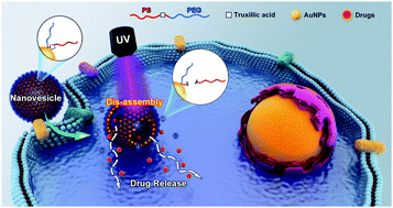 Graphical abstract: Light-triggered disassembly of photo-responsive gold nanovesicles for controlled drug release