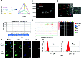 Graphical abstract: Effects of the tetrahedral framework nucleic acids on the skeletal muscle regeneration in vitro and in vivo