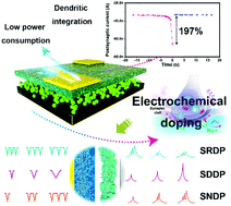 Graphical abstract: A conversion-type electrochemical artificial synapse for plasticity modulation and dendritic application