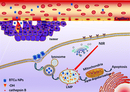 Graphical abstract: A facile composite nanoparticle promoted by photoelectron transfer and consumption for tumor combination therapy