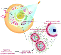 Graphical abstract: Mitochondria-anchoring and AIE-active photosensitizer for self-monitored cholangiocarcinoma therapy