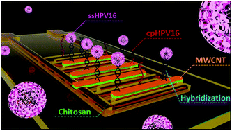 Graphical abstract: Detection of HPV16 in cell lines deriving from cervical and head and neck cancer using a genosensor made with a DNA probe on a layer-by-layer matrix