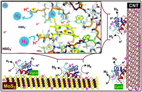 Graphical abstract: In situ surface modification of bulk or nano materials by cytochrome-c for active hydrogen evolution catalysis