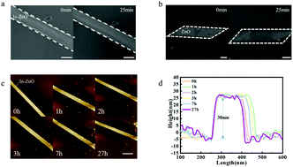 Graphical abstract: Ultra-stable ZnO nanobelts in electrochemical environments