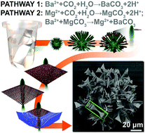 Graphical abstract: Biomorphic triangulations: constructing an additional formation pathway to achieve hierarchical self-evolution in biomorphs