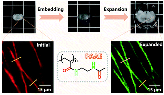 Graphical abstract: Poly[N-(2-acetamidoethyl)acrylamide] supramolecular hydrogels with multiple H-bond crosslinking enable mouse brain embedding and expansion microscopy