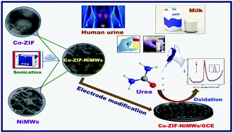 Graphical abstract: Urease-free Ni microwires-intercalated Co-ZIF electrocatalyst for rapid detection of urea in human fluid and milk samples in diverse electrolytes